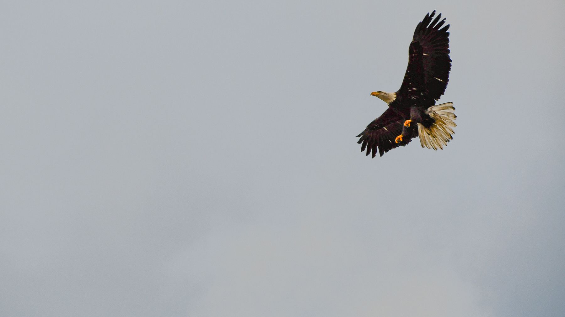 An image of a bald eagle against a cloudy gray sky